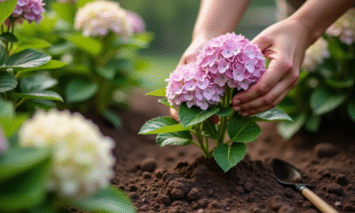 Mains plantant des hortensias dans la terre du jardin