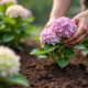 Mains plantant des hortensias dans la terre du jardin